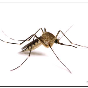 Picture Cards - Insects