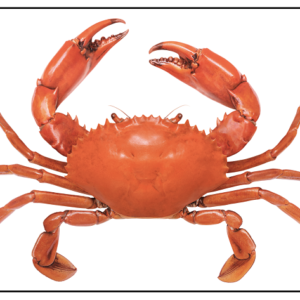 Picture Cards - Sea Creatures