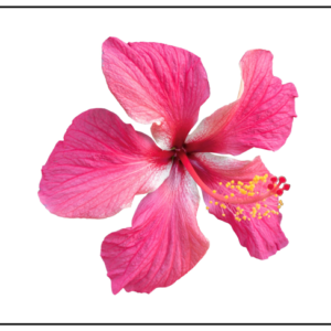 Picture Cards - Flowers