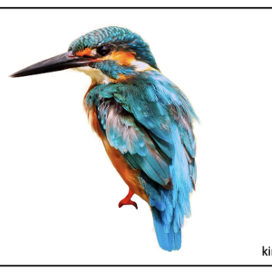 Picture Cards - Birds